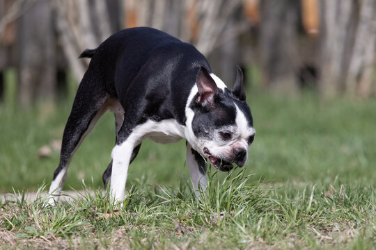 Pet dog eating grass for digestive upset.