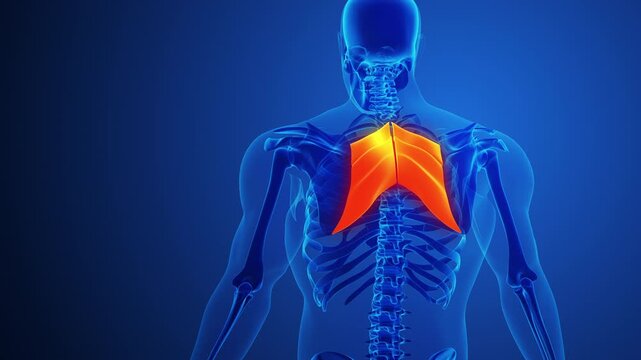 Rhomboid Major Muscle Anatomy Medical Concept Background