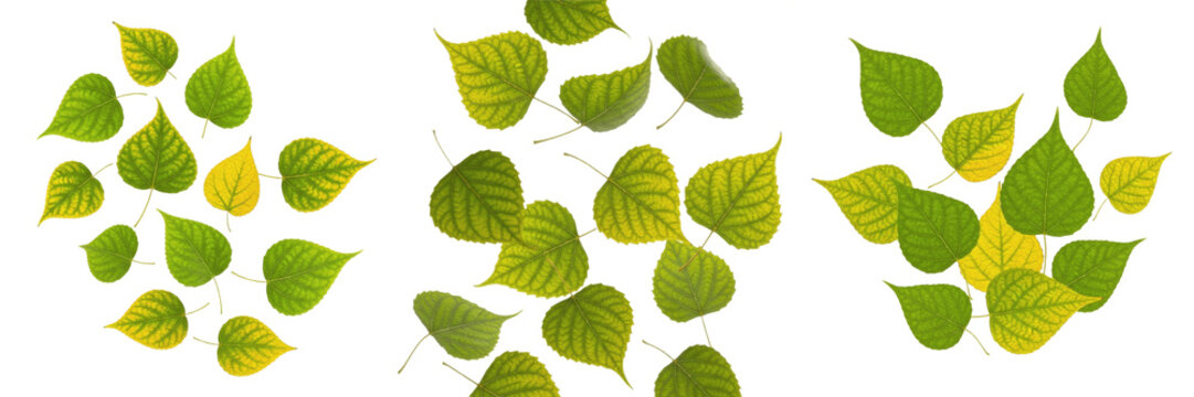 Set of Sacred Fig Leaves Isolated on White Background - Peepal Tree Leaf Collection (Ficus Religiosa)