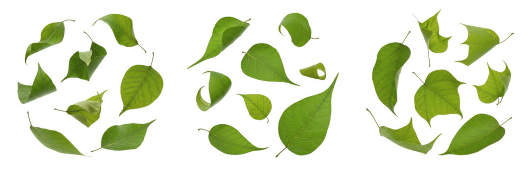 Set of Fresh Green Weeping Fig Leaves Isolated on White Background - Ficus Benjamina Leaf Collection