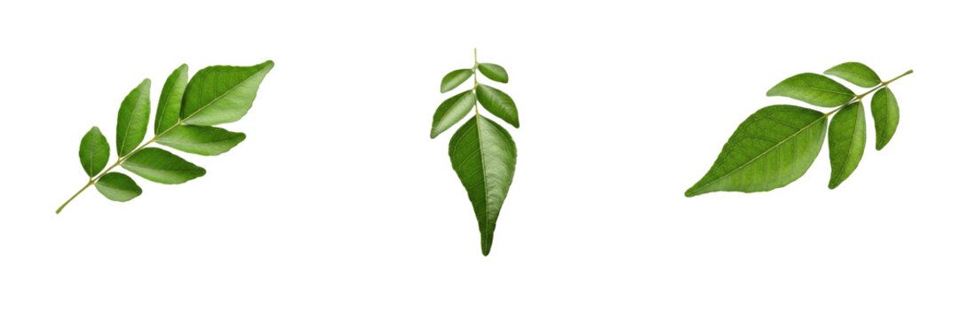 Fresh Curry Leaves Set Isolated on White Background - Murraya Koenigii Leaf Collection