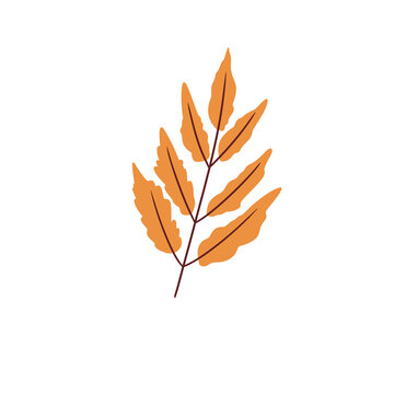 Thin Leaf Branch Illustration &ndash; Autumn Botanical Warm Foliage Decorative Element