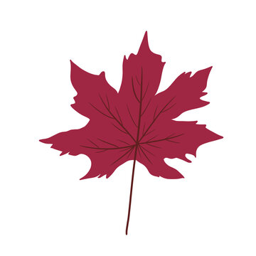 Red Maple Leaf Illustration &ndash; Autumn Fall Botanical Seasonal Leaf