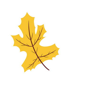 Yellow Maple Leaf Illustration &ndash; Autumn Fall Botanical Seasonal Leaf