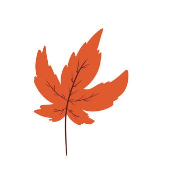Maple Leaf Illustration &ndash; Red Orange Autumn Textured Fall Season Leaf