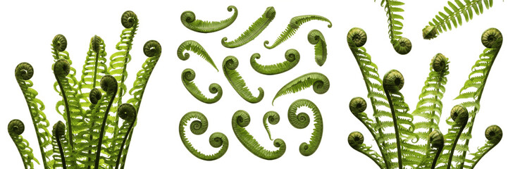 Green Fern Fiddleheads Set: Realistic Unfurling Ostrich Fern Fronds Isolated on White Background --- © Ibrar