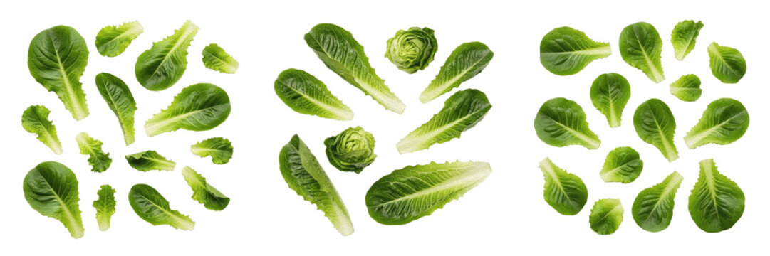 Fresh Baby Romaine Lettuce Leaves Set: Realistic Green Cos Lettuce Foliage Elements Isolated on White Background