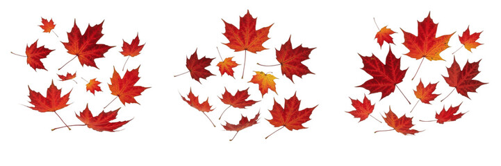 Fototapeta premium Set of Vibrant Red Maple Leaves Isolated on White Background - Autumn Fall Foliage Design Elements