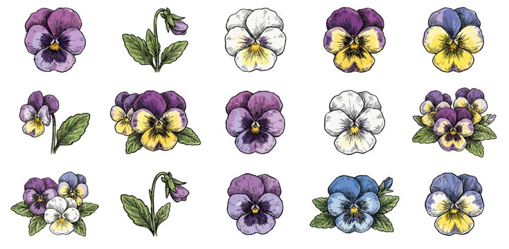 Vintage Hand Drawn Pansy Flower Vector Collection with Detailed Botanical Illustrations of White Purple and Blue Blooms and Leaves Isolated on White Background for Elegant Design