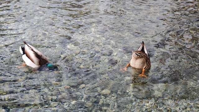 Two wild mallard ducks actively dabbling for food with their heads submerged in clear water.