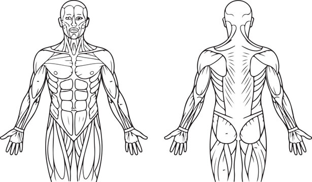 Muscle chart front and back