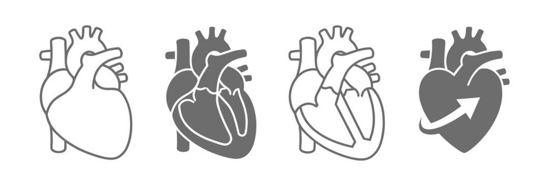 Simple grey line and solid icon set of real human anatomical heart vector illustration for medical graphic design, cardiology symbol, anatomy sign, and health care logo.