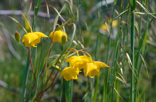 A cluster of the beautiful, yellow blooms of the Diogenes' lantern (Calochortus amabilis).  This flower is found only in northern California. 