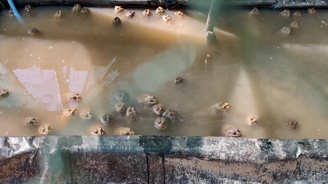 Group of frogs in a farm pond water