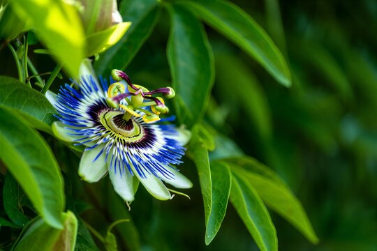Vibrant passionflower in full bloom with lush green leaves