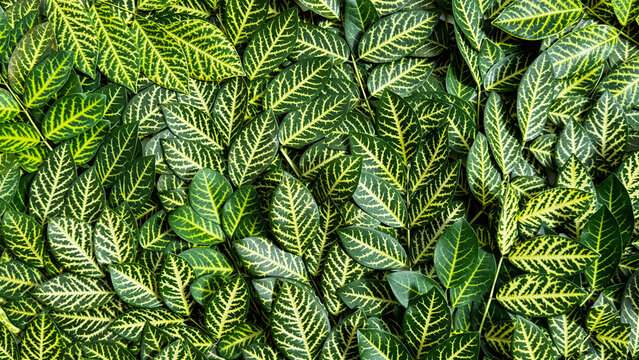 Lush tropical foliage background featuring the intricate zebra-like patterns of Shrubby Whitevein leaves.