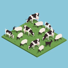 Cows and sheep grazing on green pasture. © Naur