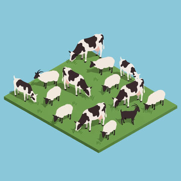 Cows and sheep grazing on green pasture.