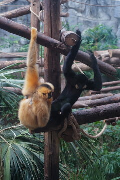 monkey couple sitting to each other