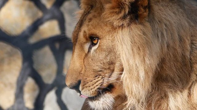 Lion resting at the zoo during the afternoon