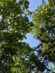 Fototapeta premium Trees stand tall against a clear blue sunny sky on a beautiful day outdoors