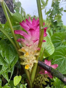 Colourful flower of wild turmeric also known as Curcuma aromatica Salisb flower found in Sahyadri mountain range, Maharashtra