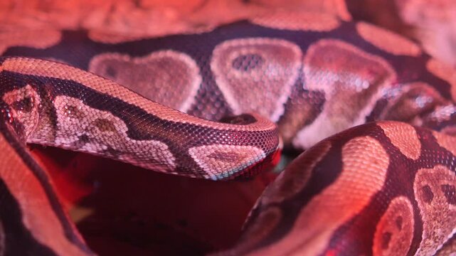 Python snake in habitat showing patterns and movement