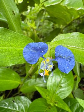 Dayflower or Widow's tear from Commenlina Genus found in the western ghats of India, Maharashtra.