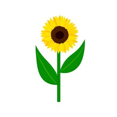 Fototapeta premium A vibrant, solitary sunflower with bright yellow petals and a dark center stands tall against a clean white background, symbolizing summer and nature's beauty