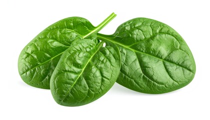 Fototapeta premium Fresh Spinach Leaves: A close-up shot of vibrant green spinach leaves, freshly picked, offering a visual testament to the nourishing qualities of this leafy green vegetable.