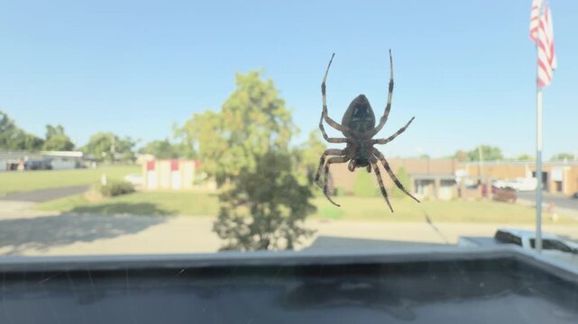 Large spider hanging in web 4k