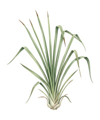 Fototapeta premium Green Grass Plant Botanical Illustration with Long Leaves and Roots