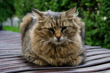Fluffy brown tabby cat resting on a wooden bench with paws tucked, against soft green foliage in natural summer light.