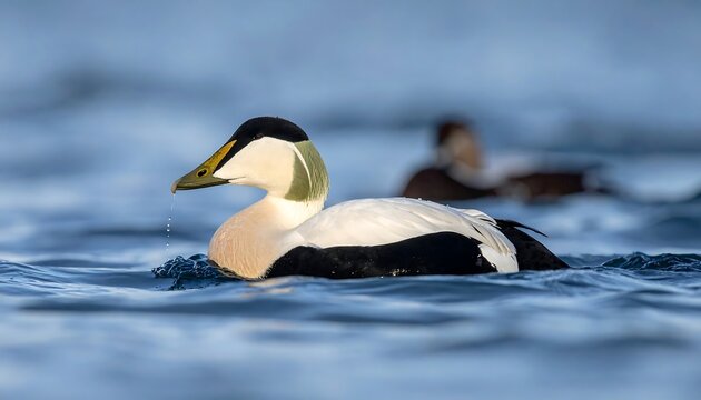 Male eider duck swims on water. Another duck is blurred in the background. Sunny