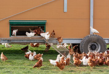 Free Range Chickens walking around mobile chicken coop on pasture, sustainable egg farming. © leesle