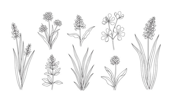 Hand drawn botanical of various flowering plants and grasses outline