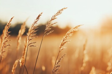 Obraz premium Closeup of dry grass ears glowing in the golden hour light, symbolizing nature, harvest, and peaceful rural life