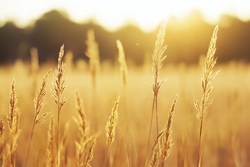 Obraz premium Golden sunlight warming a peaceful field of dry grass, creating a warm, tranquil, and natural background during sunset