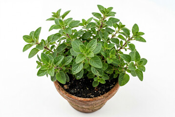 Obraz premium fresh herbs in a pot
