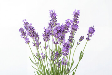 Obraz premium lavender flowers isolated on white