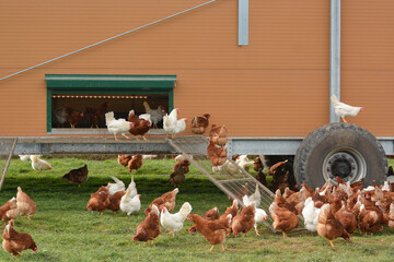 Organic Egg Farm with Mobile Chicken Coop and Free Range Chickens. © leesle