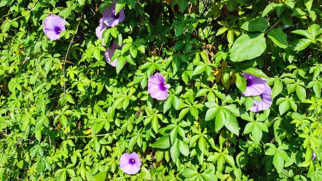 Ipomoea Cairica flowers in the garden