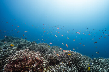 Obraz premium Ocean Wildlife in Crystal Clear Water