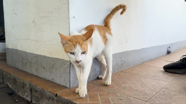 Ginger and White Stray Cat Meowing on a Manila Street