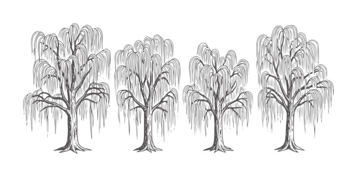 Four line weeping willow trees in gray white nature plant
