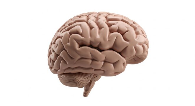 A detailed human brain model on a white surface for medical study