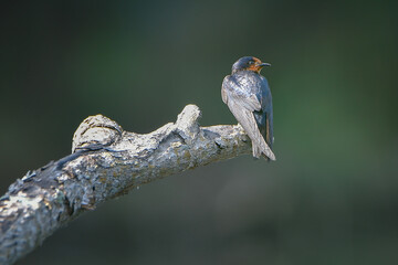 Fototapeta premium A small swallow perched on a dry tree branch, captured in natural light with a smooth green background. The bird’s detailed feathers and calm posture create a peaceful wildlife scene, highlighting its