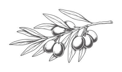 Hand drawn of an olive branch with ripe olives and leaves fruit vintage © Rakibul V