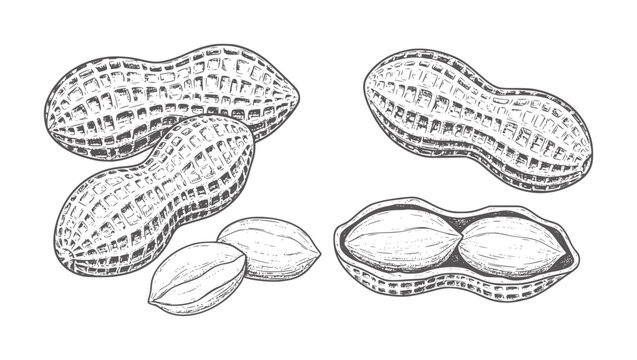 Vintage of peanuts in shells and shelled nuts