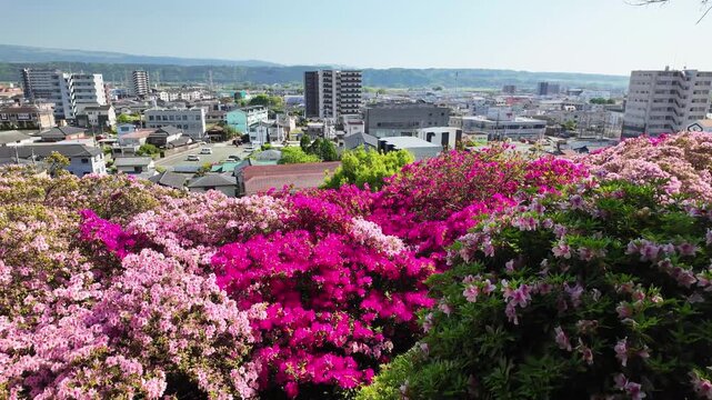 大津日吉神社のツツジ
